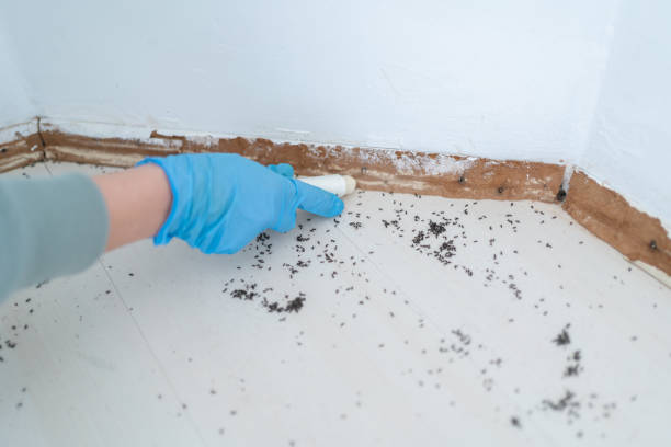 Best Bed Bug Extermination  in Wickenburg, AZ